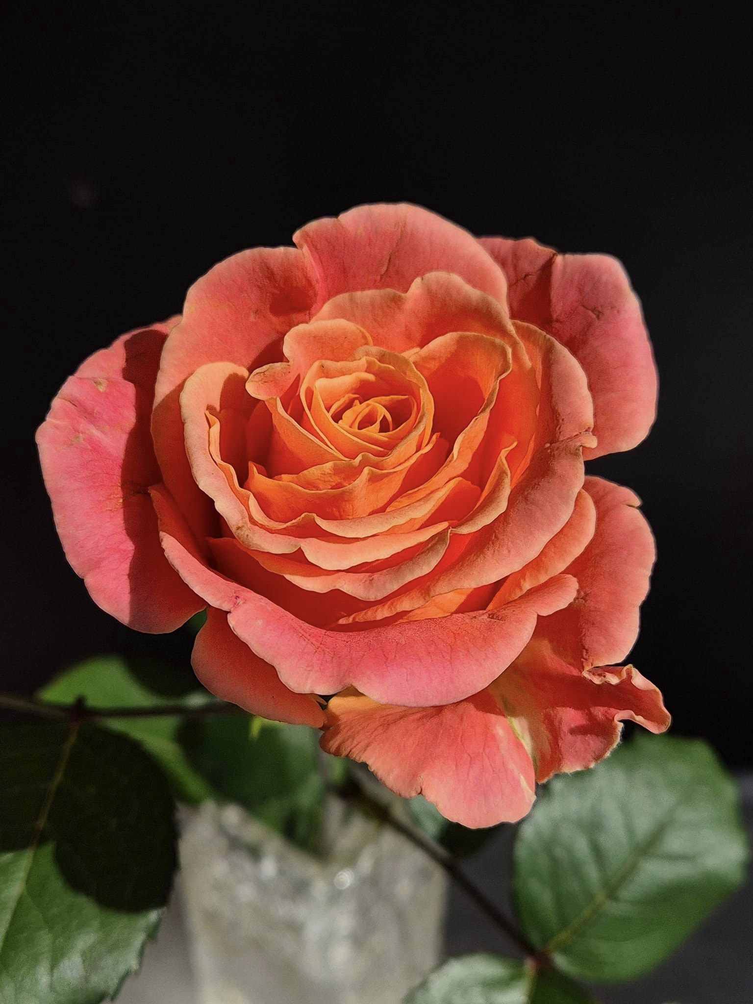 Pink and Orange Rose